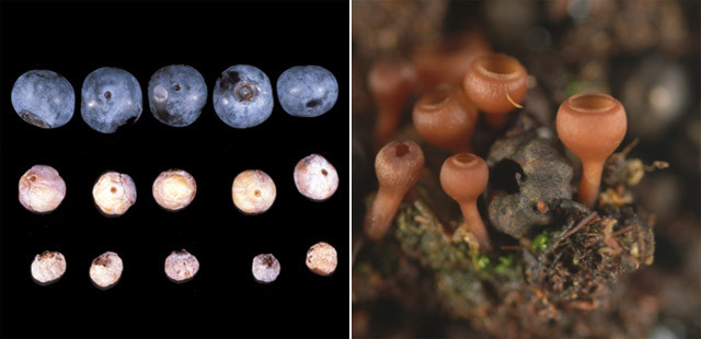 《星际穿越》里的“枯萎病”