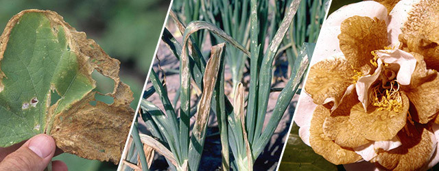 《星际穿越》里的“枯萎病”