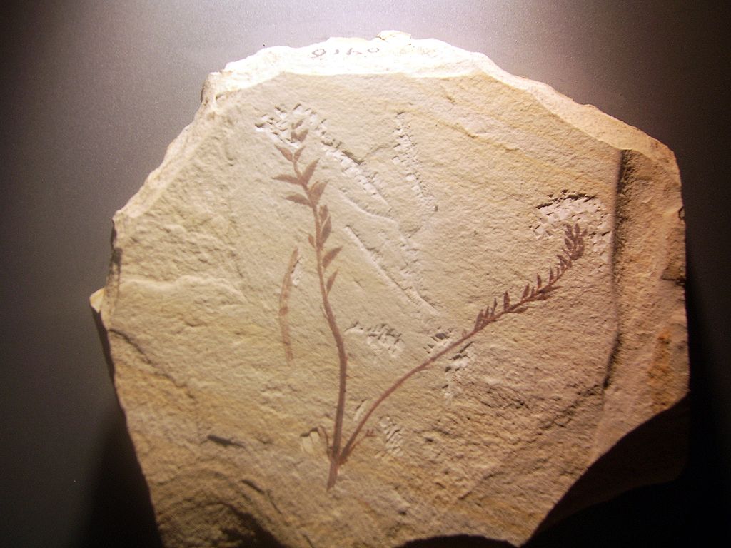 白垩纪末期出现的早期被子植物"辽宁古果"( archaefructus liaoning
