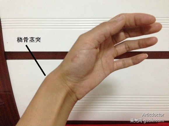 人体手腕处的那一块突起的骨头在人类进化中曾扮演过什么角色?