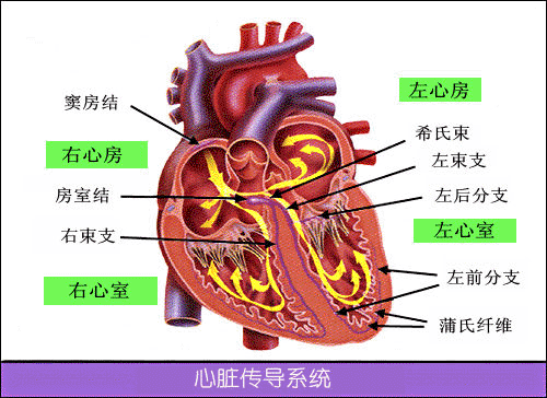 学看心电图(健康知识-摘自网络) - 平平淡淡 - 平平淡淡