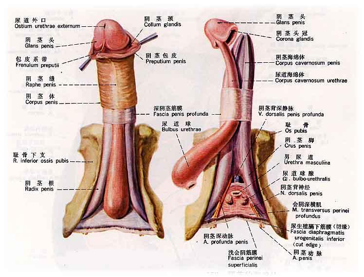 <em>男女生殖器官</em>解剖图