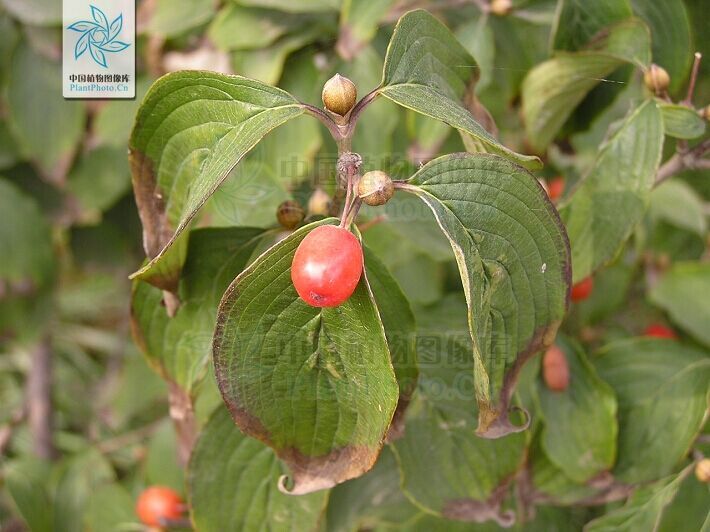 登高,赏菊,插茱萸,重阳节的习俗都是怎么来的?