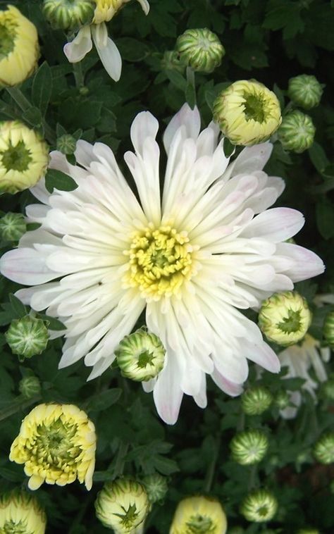 观赏品种aluga white的白菊花.图片:pinterest.com