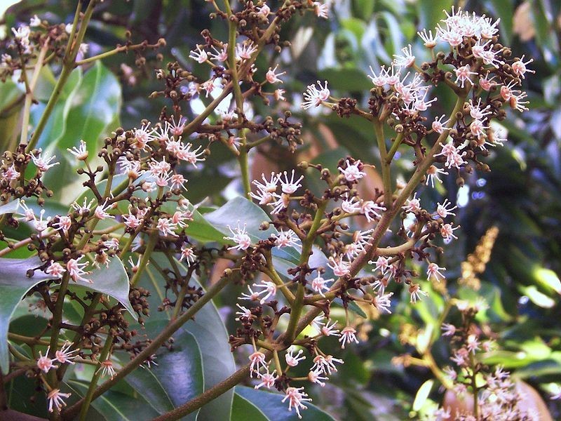 毫不起眼的荔枝花(雄),却是重要的蜜源~图片:wiki commons