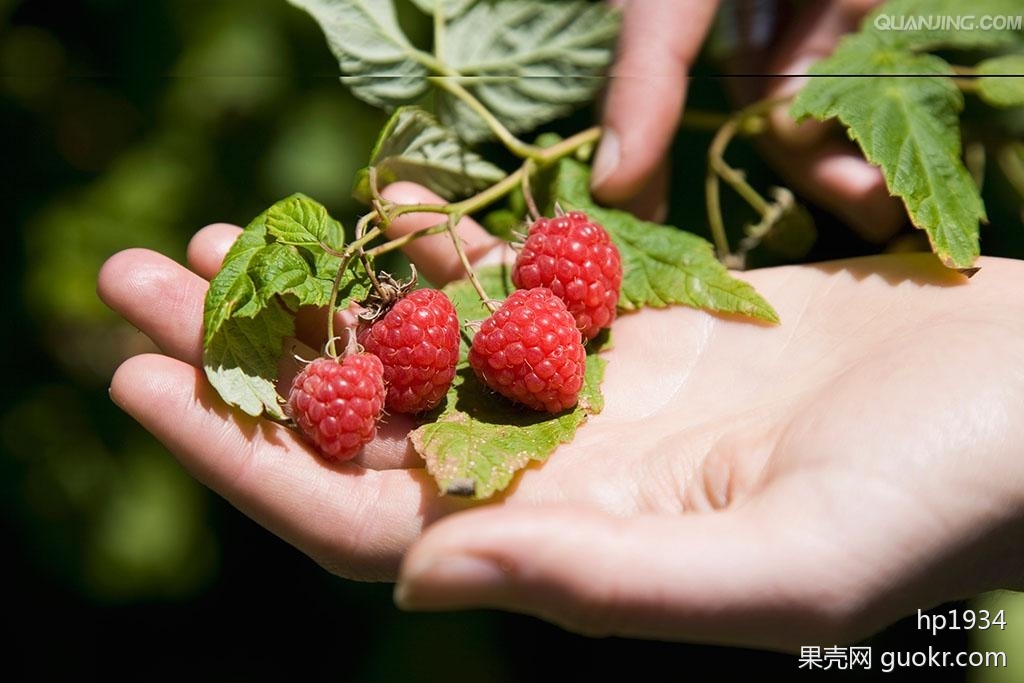 覆盆子是什么 www.guokr.com