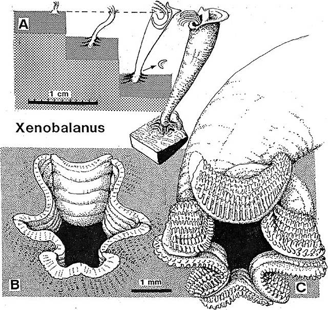 鹅颈藤壶的结构和其嵌入鲸皮肤的方式.图片:geoscienceworld.org