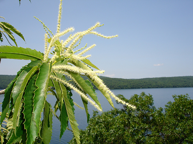在很多介绍生殖健康的资料里都有这样描述:"正常男性的精液有栗子花的