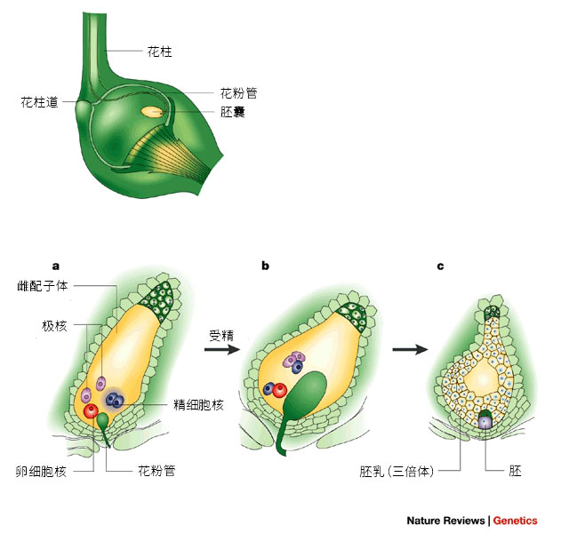 开花植物双受精过程示意图。图片: Nature Reviews ...