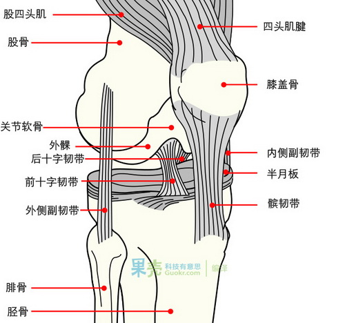 膝关节的构造。(图:Wikipedia)
