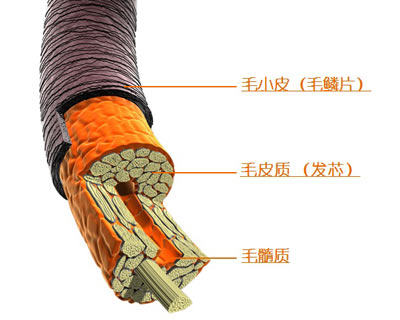 ҬݼƷ