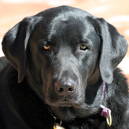 例如金毛寻回犬,拉布拉多寻回犬,美国可卡犬,布列塔尼犬等等