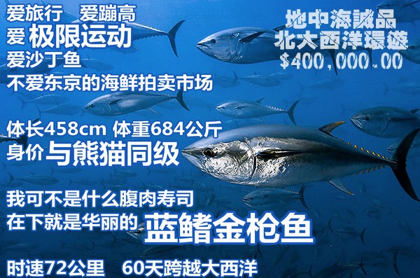 蓝鳍金枪鱼图片