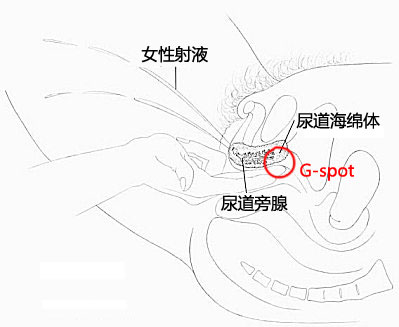 你的g点在哪里?