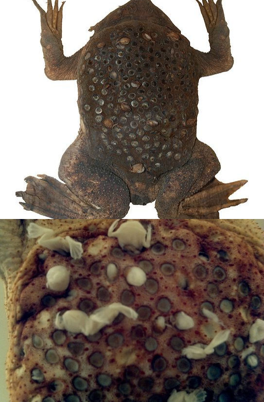 /gkimage/po/ij/ei/poijei.png